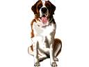 Mascotas y Animales